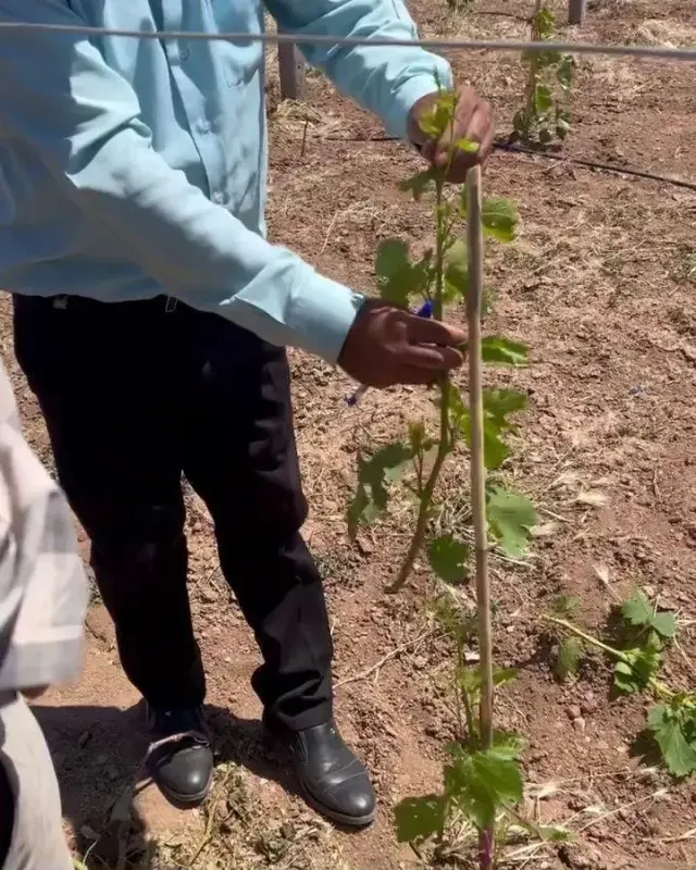 شرکت مهندسی کشاورزی خزانه صحرا