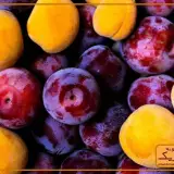 میوه دونه فابریک