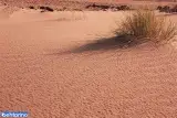 گوم تپه
