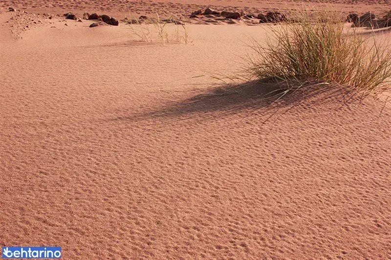 گوم تپه