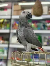 پرنده فروشی مرغ سحر