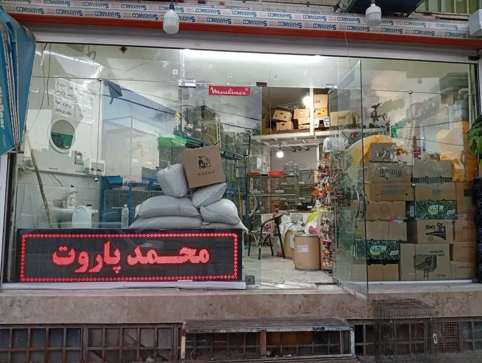 دنیای پرندگان پاروت