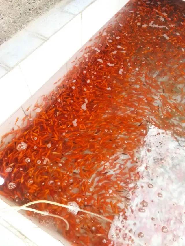 پخش عمده ماهی شب عید
