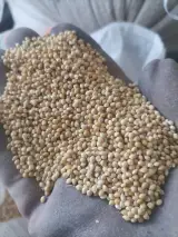امانت فروشی امیری