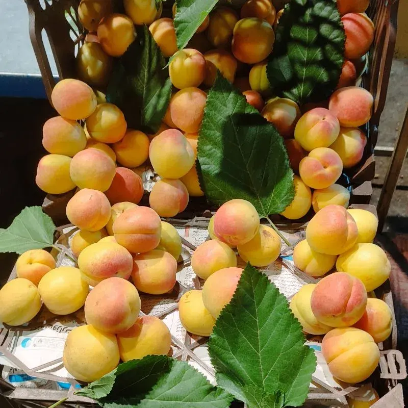 تره بار