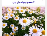 انواع عرقیات گیاهی و دارو گیاهی گل محمدی