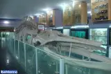 موزه تاریخ طبیعی همدان