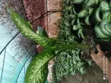 گلخانه نهال