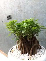 بورس سکه دریای زرین