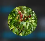تولید و فروش نهال مثمر و غیر مثمر نهالستان اقبال در نشتیفان خراسان رضوی