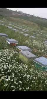مزرعه زنبور عسل شهنای