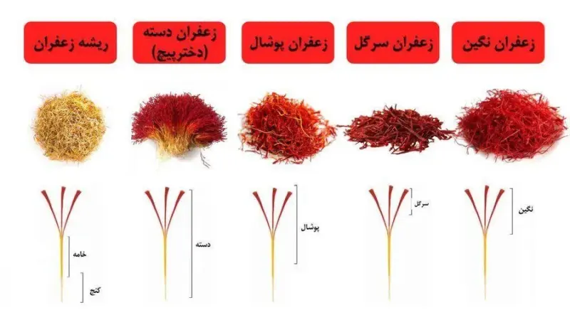 پخش عمده زرشک و زعفران مستقیما از باغات قاینات