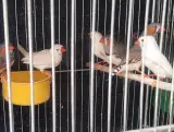 پرنده فروشی چیکو