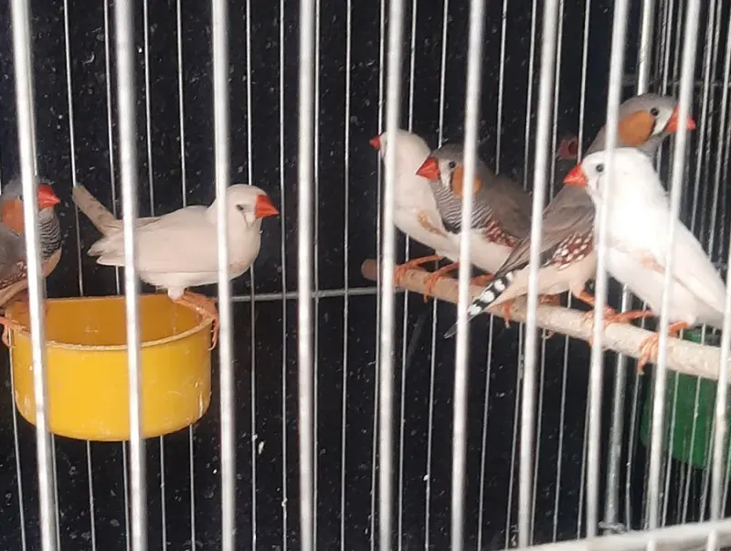 پرنده فروشی چیکو