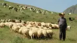 روغن زرد گوسفندی خالص بجنورد