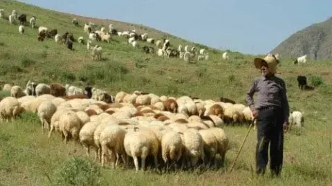 روغن زرد گوسفندی خالص بجنورد