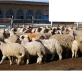 فروشگاه پتو روشنایی