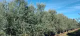 تولید و پخش زیتون