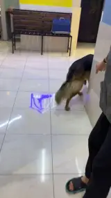 کلینیک دامپزشکی ایران