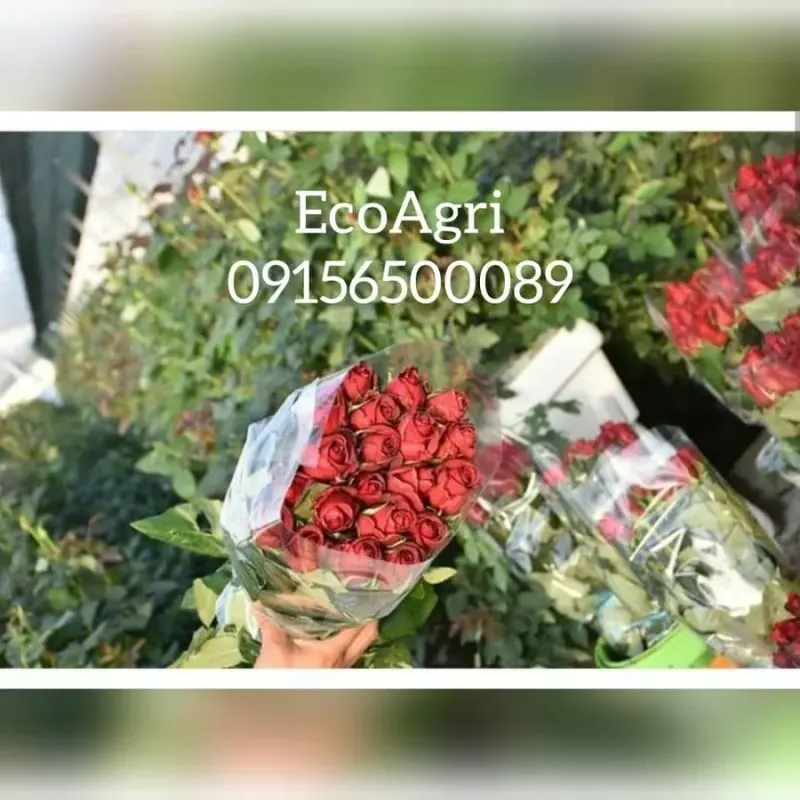 تولیدی گلدان هیدروپونیک