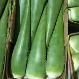 عطاری بهار نارنج