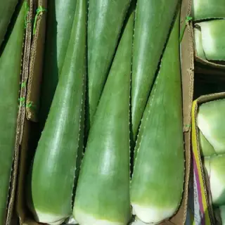 عطاری بهار نارنج