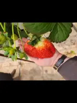 فروش کودهای NPK صبری