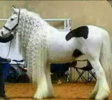 نمایندگی بیمه ایران