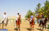 باشگاه سوارکاری دنیای فلر