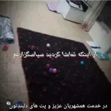 پانسیون خانگی حیوانات هایکا