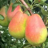 خدمات کشاورزی مجید