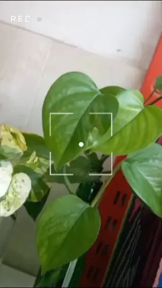 کالای خواب حلما