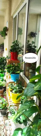 گل و گیاه طبیعی بیات