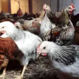 پرورش مرغ بومی عباسی