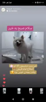 خوشگلاسیون پت اصلاح تخصصی حیوانات خانگی