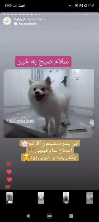 خوشگلاسیون پت اصلاح تخصصی حیوانات خانگی