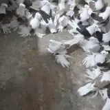 هتل پانسیون دهکده سبز