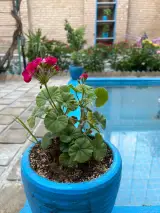 اقامتگاه خانه پدری