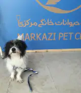 کلینیک دامپزشکی و پت شاپ مرکزی