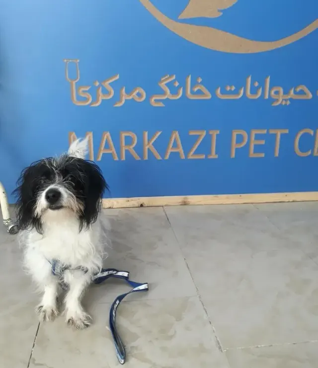 کلینیک دامپزشکی و پت شاپ مرکزی