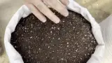 گلخانه ی ژینکو (ژین سویل)