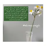 شیما آمیغ کارشناس ارشد مشاوره خانواده