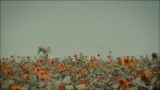 شال و روسری مارکت