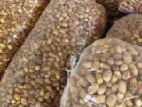 فروش ضایعات خرمای لواشکی , شیره دار