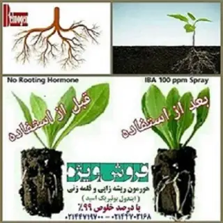ترکیب ریشه زایی و قلمه زنی