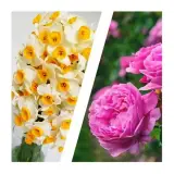 توزیع انواع عطرهای سنتی قمصر کاشان