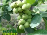 نهالستان رونیکس نهال(مهندس علی سعیدی)