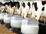 فروش گاوداری 35 هزار متری در احمد اباد