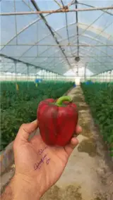 گلخانه هیدروپونیک