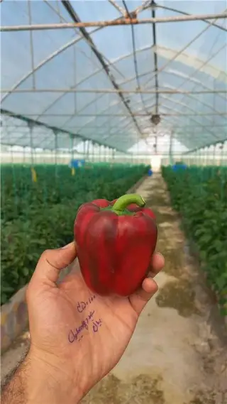 گلخانه هیدروپونیک